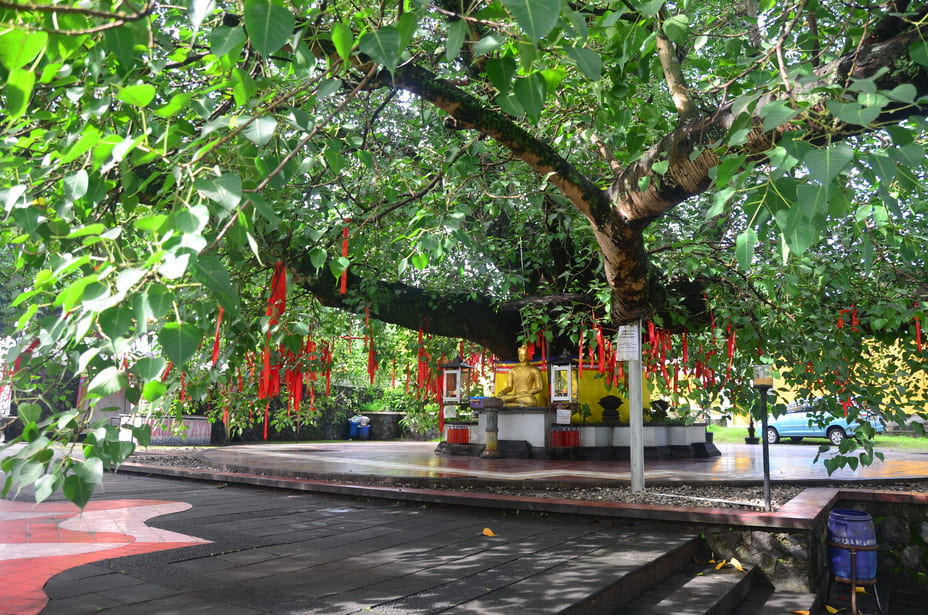 Pohon bodhi di area Vihara Buddhagaya Watugong - Pagoda Avalokitesvara