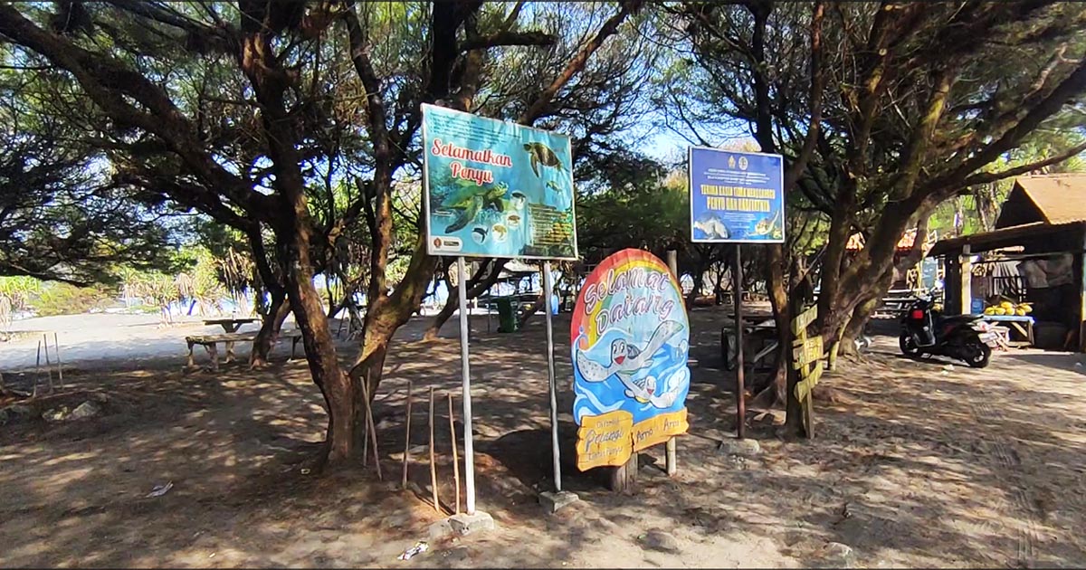 pantai pelangi konservasi penyu di yogyakarta